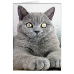 cat greeting card
