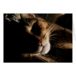 Cat -Greeting / note card