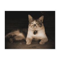 Cat Guardian postcards by Heartworks Cat Guardian postcards