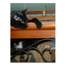 Cat-hangin in there post cards
