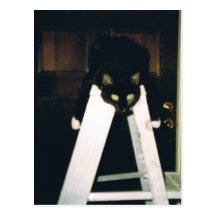 Cat Hanging Around Post Cards