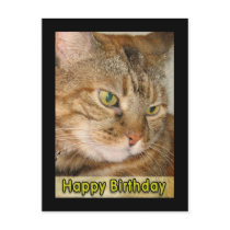 cat happy birthday postcards