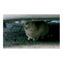 Cat Hiding posters