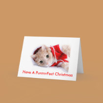 Cat Holiday Card cards