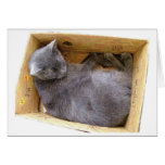 Cat in a box - Card