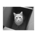 Cat in a Box Postcards