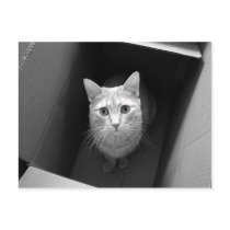 Cat in a Box Postcards