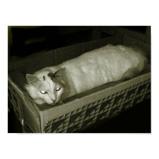 Cat in a box print