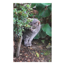 cat in a garden personalized stationery