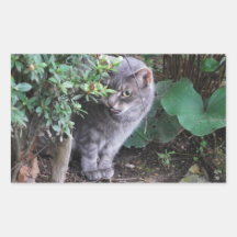 cat in a garden sticker