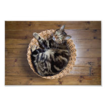 Cat in Basket Photograph