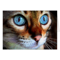 Cat in blue cards