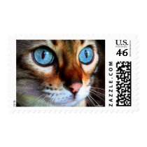 Cat in blue postage