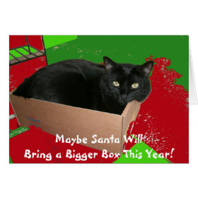 Cat In Box Christmas Card
