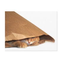 Cat in brown paper sack postcards