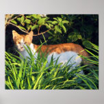 Cat in bushes in Asbury Park Poster