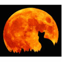 Cat in full orange Moon photo sculptures