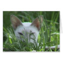 Cat in Grass I cards
