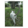 Cat in Grass II Cards