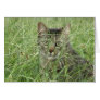Cat in Grass III Cards