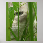 Cat in Grass Large Posters and Prints
