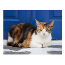 Cat in Greece postcards