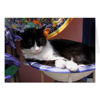 Cat in pasta bowl - Manarola, Italy card