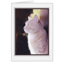 Cat in profile cards