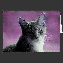 Cat In Purples cards
