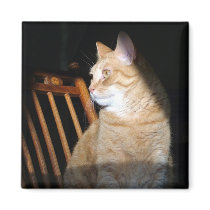 Cat in Shadow Magnets