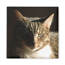 cat in shadows magnets