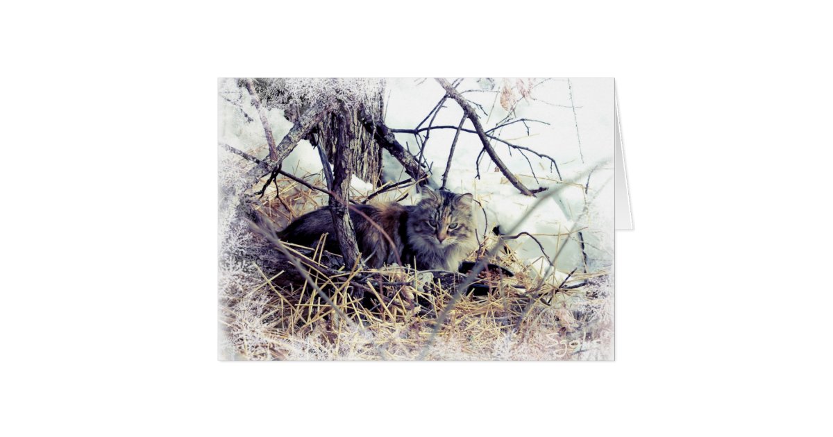 Cat in Snow with Greeting Christmas Card Zazzle