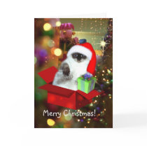 Cat in the box - Christmas Gift cards by Lidusik Cat in the box - Christmas Gift cards