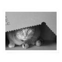 Cat in the Box posters by pmnitelife Cat in the Box posters