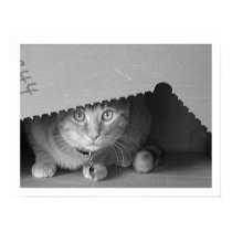 Cat in the Box posters by pmnitelife Cat in the Box posters