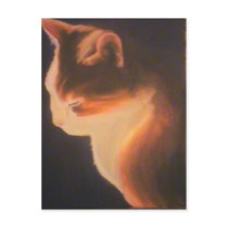 Cat in the dark postcards