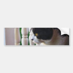 Cat In The Garden Bumper Sticker