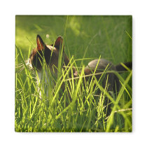 Cat in the Grass Magnet by Ladybuglee Cat in the Grass Magnet