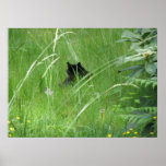 Cat In The Grass Poster