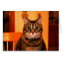 Cat in the Kitchen (Cards) by SophiaDeer Cat in the Kitchen (Cards)