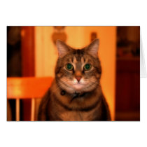 Cat in the Kitchen (Cards)