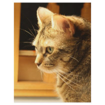 Cat in the light flyers