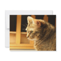 Cat in the light invitations
