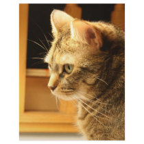 Cat in the light letterhead