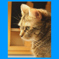 Cat in the light letterhead by 2cutebuttons Cat in the light letterhead