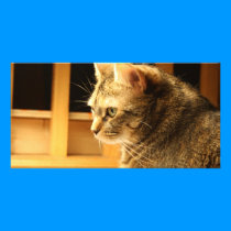 Cat in the light photo cards by 2cutebuttons Cat in the light photo cards