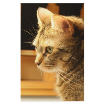 Cat in the light stationery