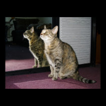 Cat in the Mirror posters