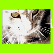 cat in the sun cards