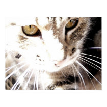 cat in the sun posters